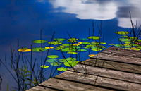 Lily pads and dock.